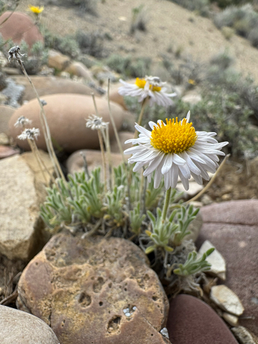 Erigeron concinnus, photograph 1