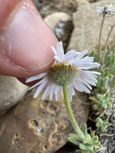 Erigeron concinnus, photograph 3