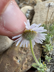 (c) Parker James Lloyd, some rights reserved (CC BY) Erigeron concinnus, photograph (c) Parker James Lloyd, some rights reserved (CC BY)
