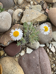 (c) Parker James Lloyd, some rights reserved (CC BY) Erigeron concinnus, photograph (c) Parker James Lloyd, some rights reserved (CC BY)