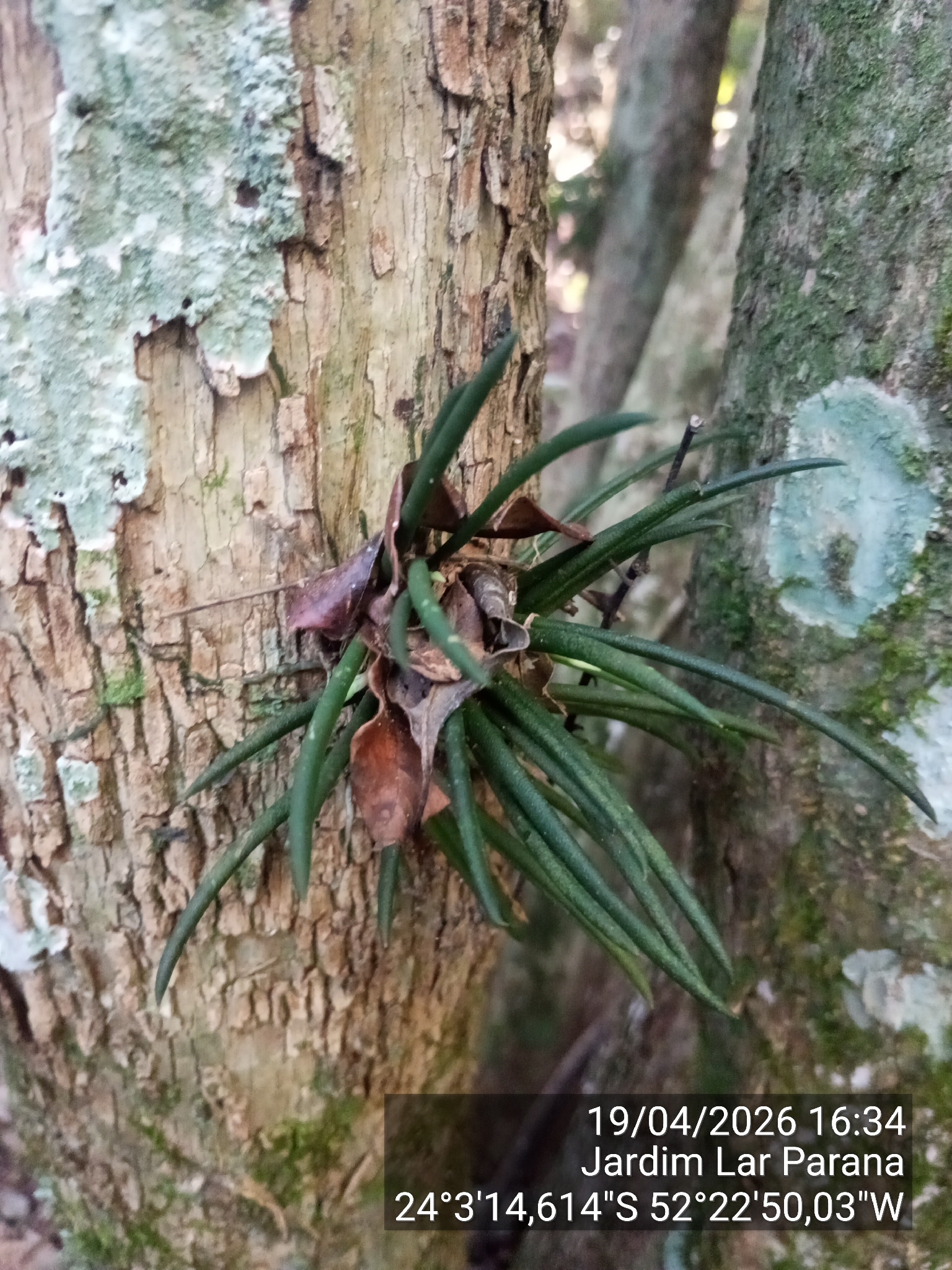 Leptotes unicolor