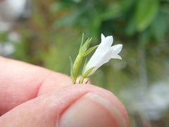 Prismatocarpus schlechteri