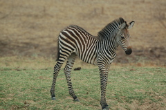 Equus quagga crawshayi