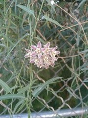 Funastrum