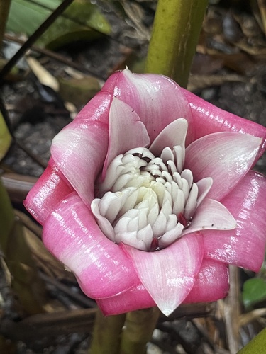Etlingera venusta, 2026-04-22