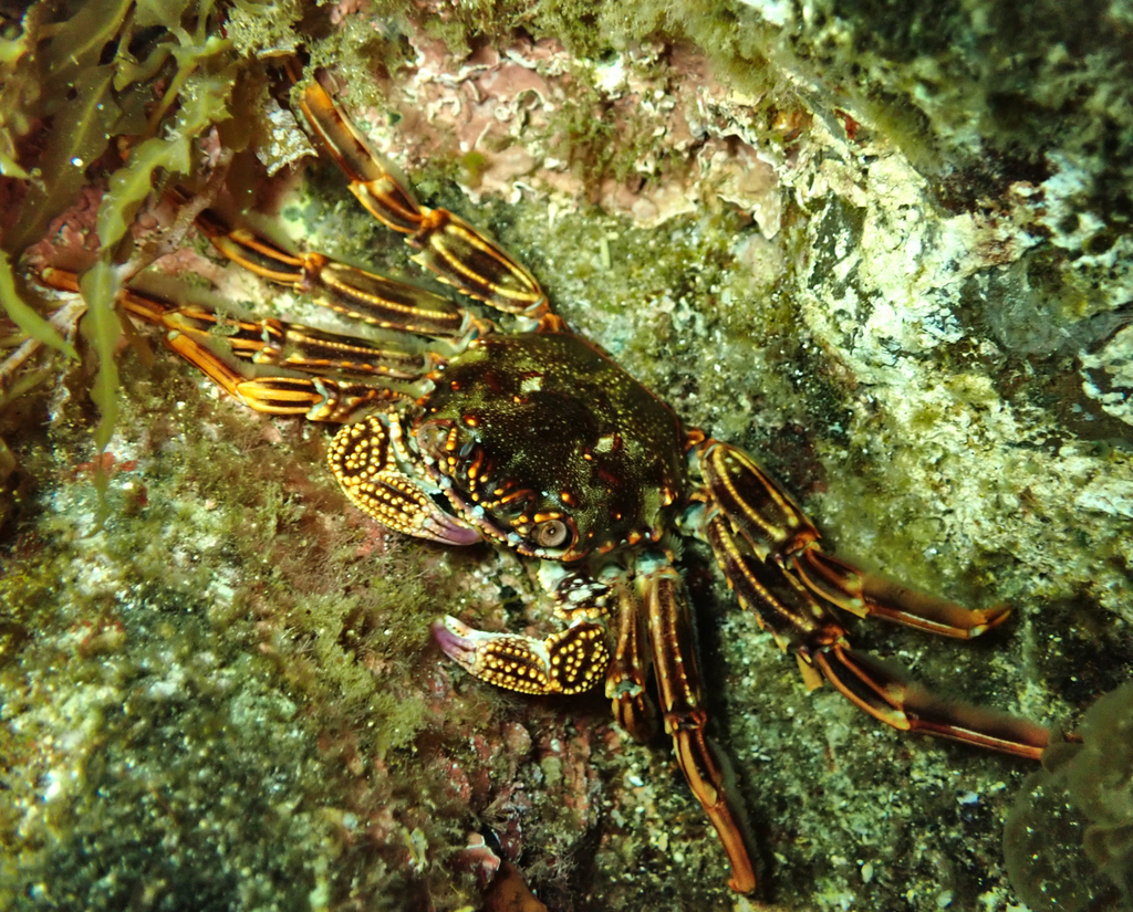 Cleft-fronted Bait Crab