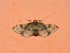 Omphisa anastomosalis
