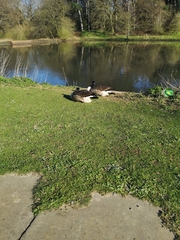 Branta canadensis
