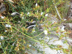 Prismatocarpus schlechteri