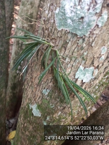 Leptotes unicolor