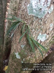 Leptotes unicolor