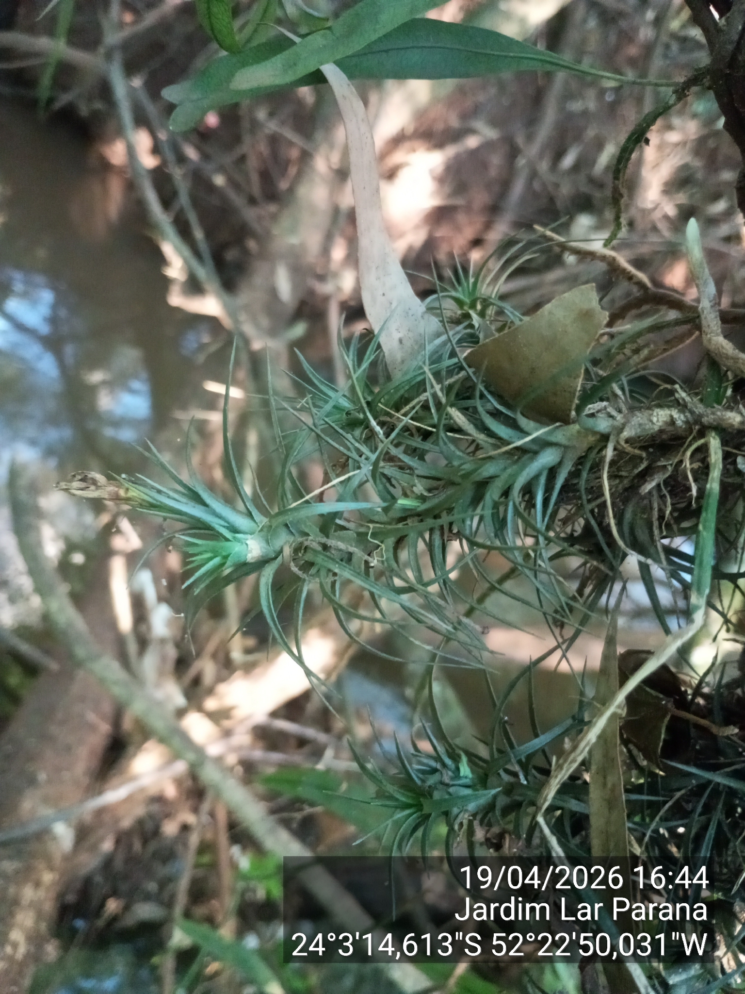 Tillandsia tenuifolia