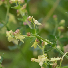 Galium porrigens porrigens