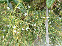 Prismatocarpus schlechteri