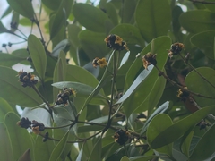 Avicennia officinalis, photograph (c) grass_0, some rights reserved (CC BY)