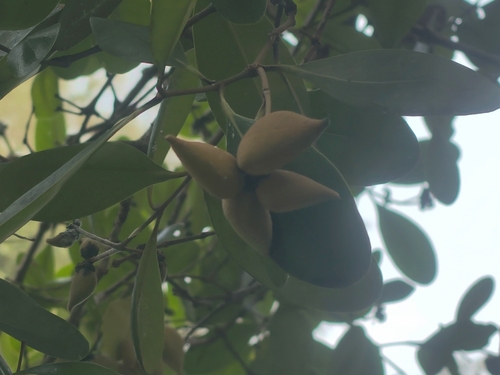 Avicennia officinalis, photograph 5