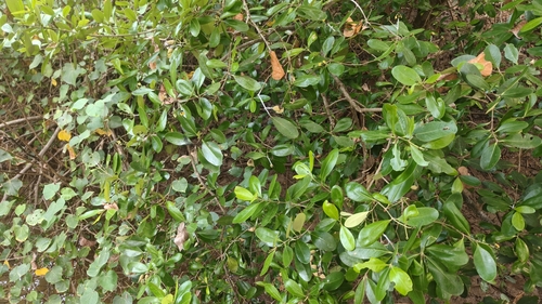 Avicennia officinalis, photograph 6