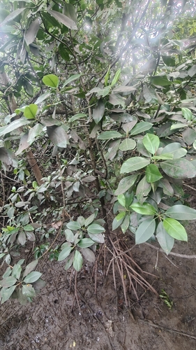 Rhizophora mucronata, photograph 4
