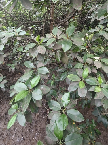 Rhizophora mucronata, photograph 5