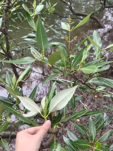 Avicennia alba (Avicennia alba)
