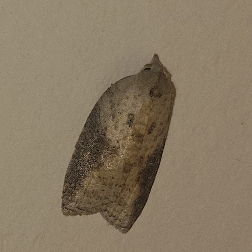 White-lined Leafroller Moth photo 3