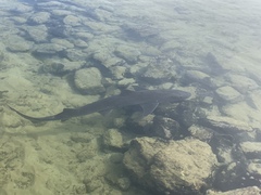 Mustelus mustelus