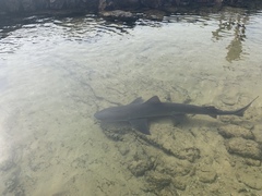 Mustelus mustelus