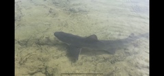 Mustelus mustelus