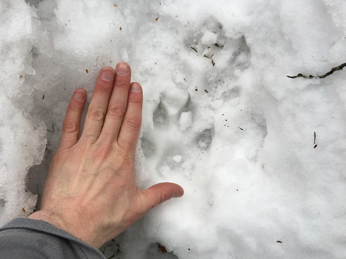 Gray Wolf photographed in Michigan