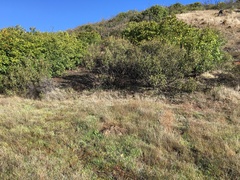 Layia gaillardioides