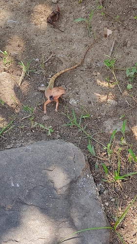 Indian Garden Lizard