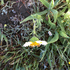 Layia gaillardioides