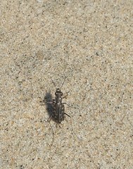 Cicindela carthagena