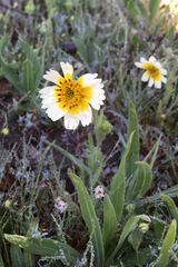 Layia gaillardioides