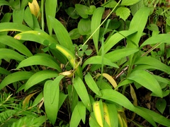 Allium microdictyon