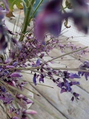 Salvia yangii