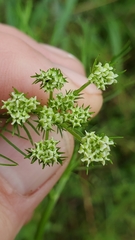 Bifora americana