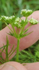 Bifora americana