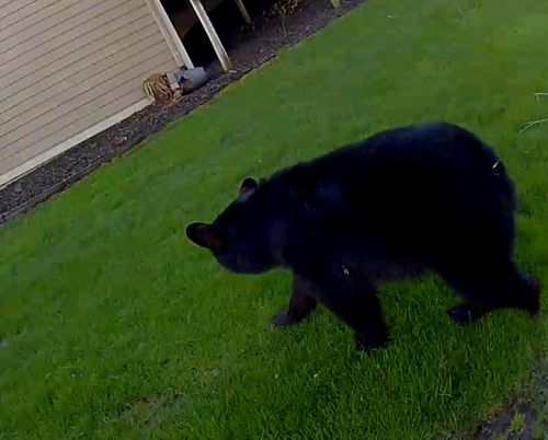 American Black Bear photographed in Michigan