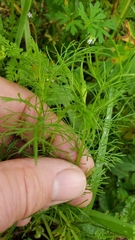 Bifora americana