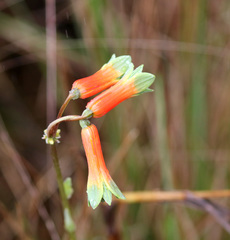Alstroemeria isabellana