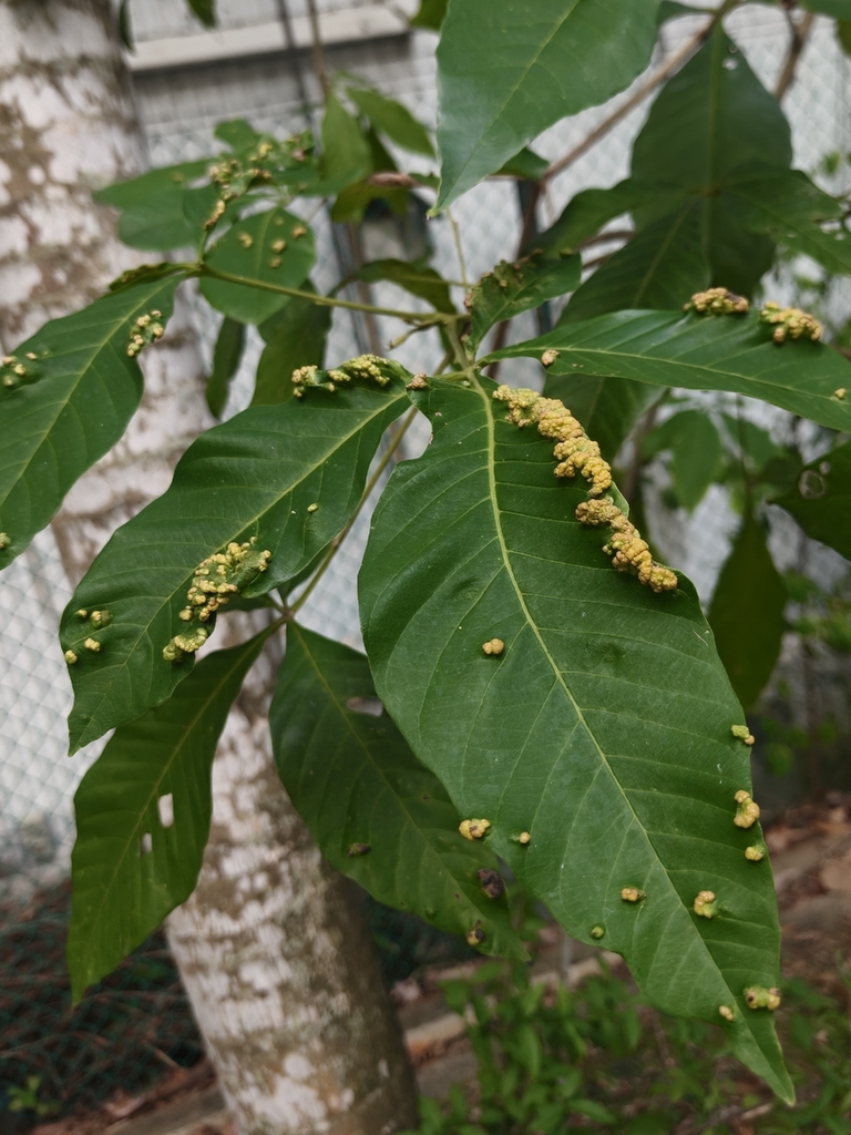Bình linh lông – Vitex pinnata