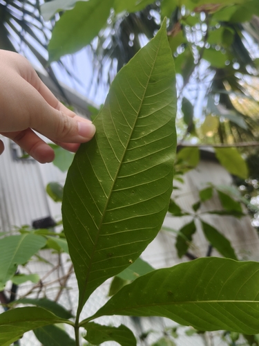Vitex pinnata, photograph 2