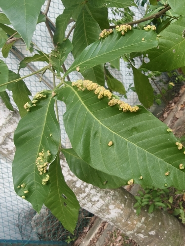 Vitex pinnata, photograph 3