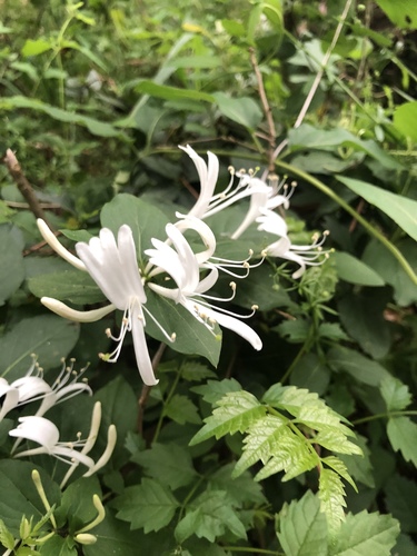 Lonicera japonica iNat (3)