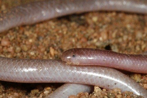 Long-tailed Thread Snake