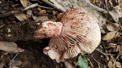 Pudorini