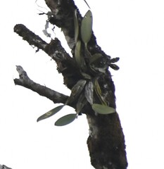 Dendrobium lindleyi