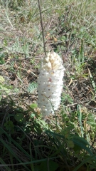 Orobanche crenata