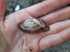 Alasmidonta marginata